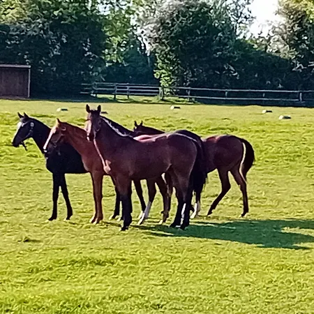 Bed and Breakfast La Maison De Manon Calvados D'hotes Bonnebosq